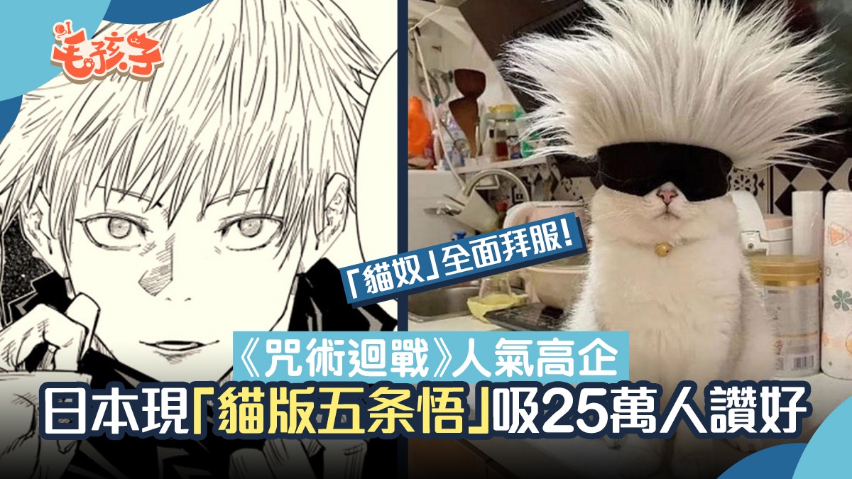 《咒術迴戰》「貓版五条悟」吸逾25萬人讚好 獲封「最強貓咪」