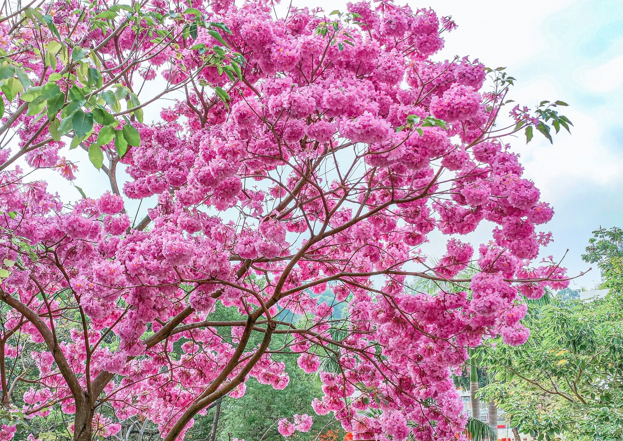 香港紅花風鈴木好去處 粉紅風鈴木開花 附紅花風鈴木花期