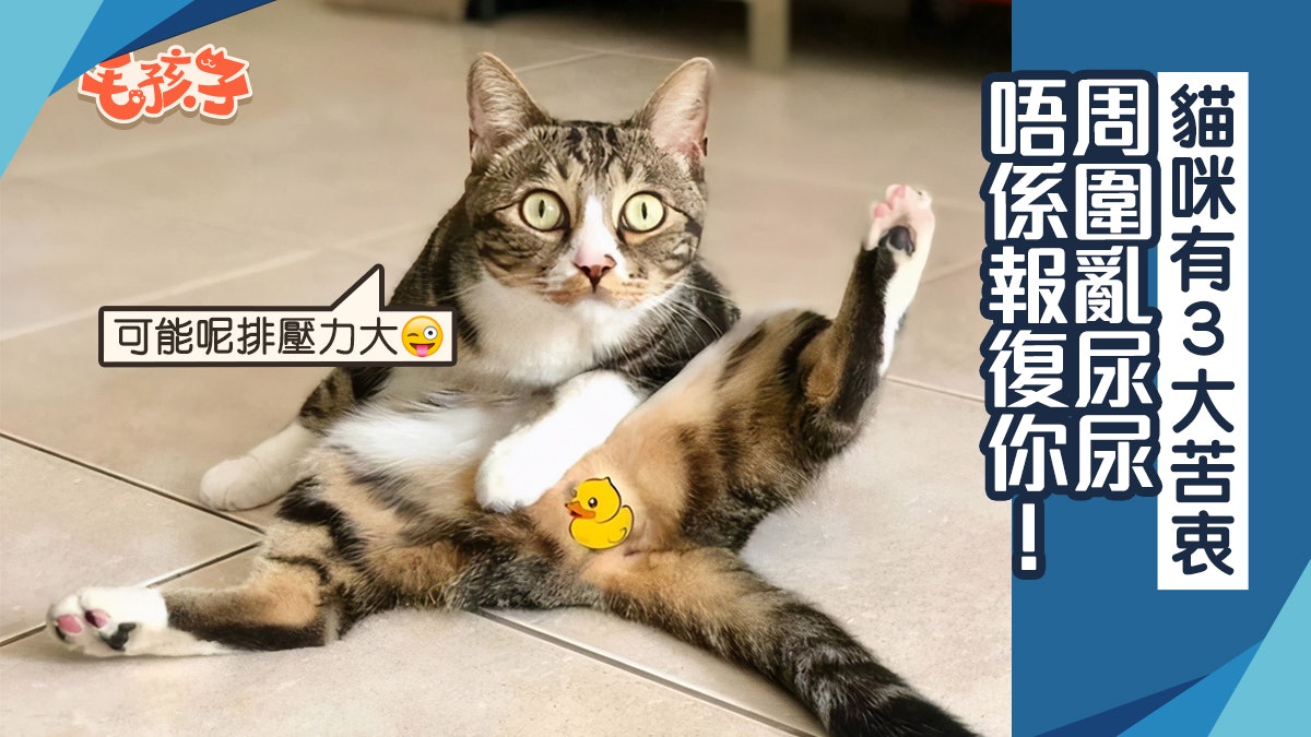 貓咪亂尿尿不是故意更非為報復 3大苦衷貓奴應先反省是否忽略了 貓咪亂尿尿不是故意更非為報復 3大苦衷貓奴應先反省是否忽略了