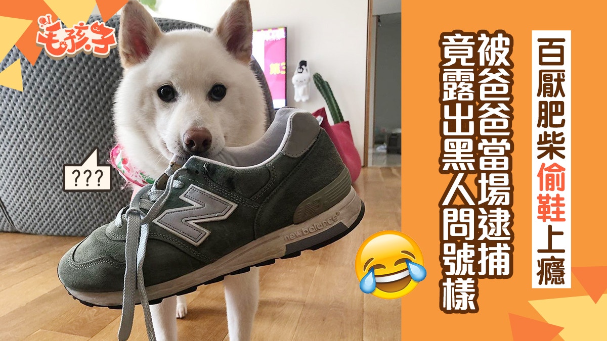 柴犬將爸拖鞋偷藏狗屋縫隙　當場被逮捕仍面不改容　網民：是慣犯