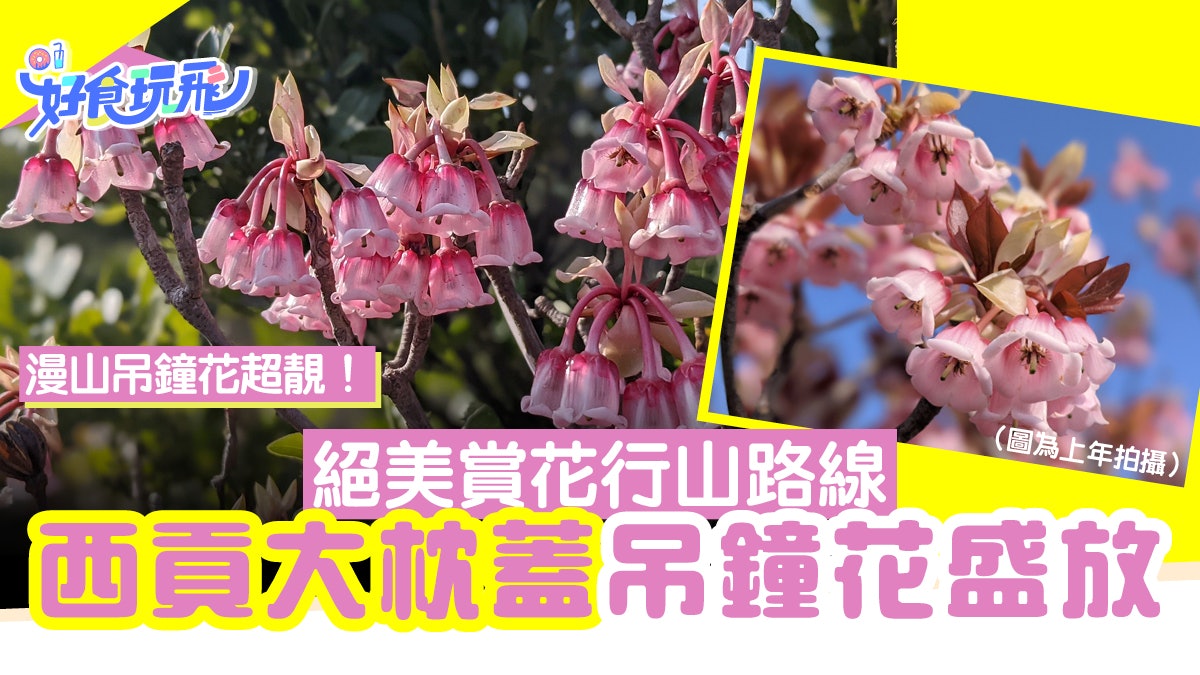 吊鐘花2022|西貢大枕蓋賞花行山路線 賞漫山吊鐘花|附交通路線 吊鐘花2022|西貢大枕蓋賞花行山路線 賞漫山吊鐘花|附交通路線