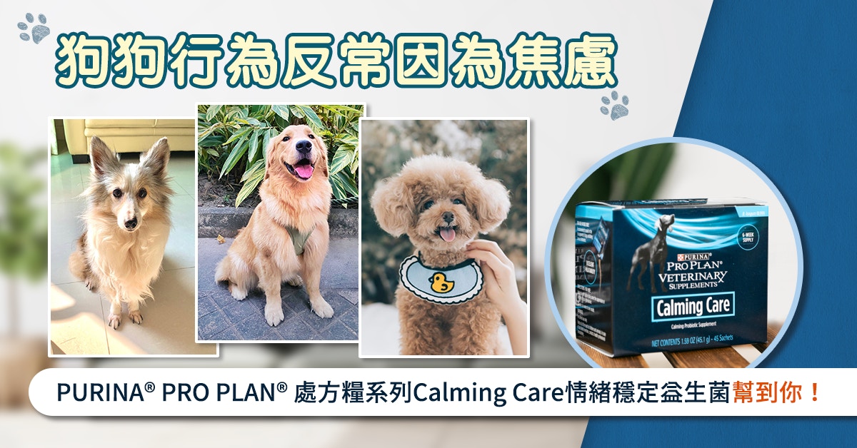 主人分享改善狗狗行為問題　研究顯示：益生菌有助穩定情緒
