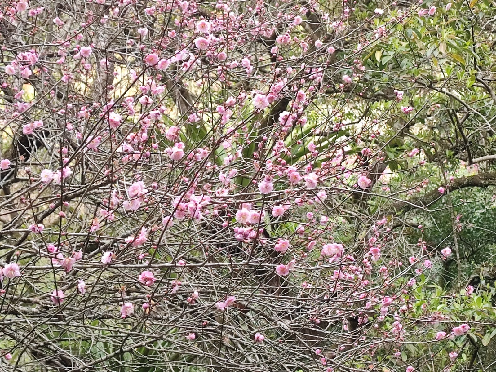在嘉道理農場暨植物園，多株梅花及鐘花櫻桃盛開，形成一片粉紅花海。國為攝於1月13日。（Wai LI Lam提供圖片）