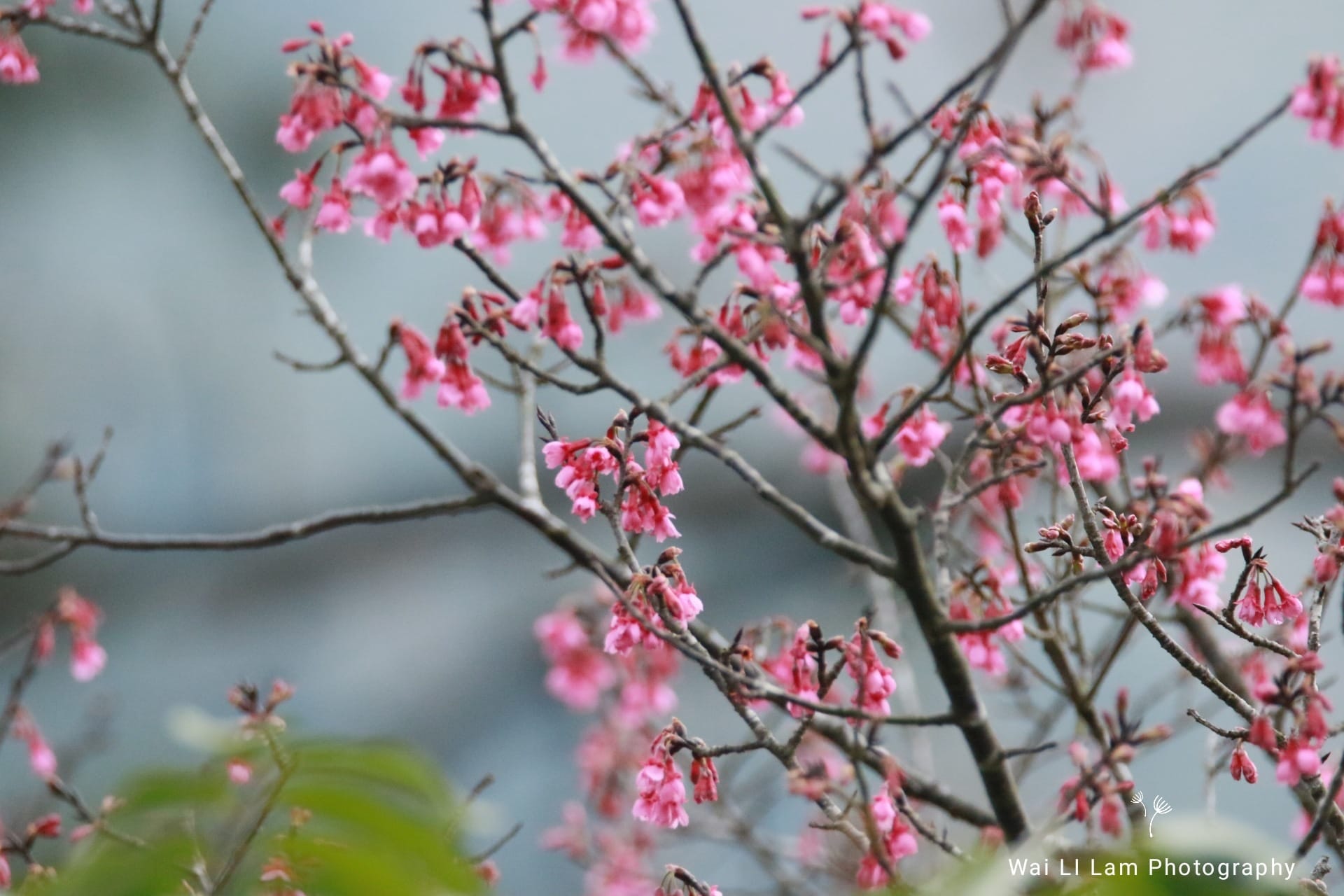 在嘉道理農場暨植物園，多株梅花及鐘花櫻桃盛開，形成一片粉紅花海。國為攝於1月13日。（Wai LI Lam提供圖片）