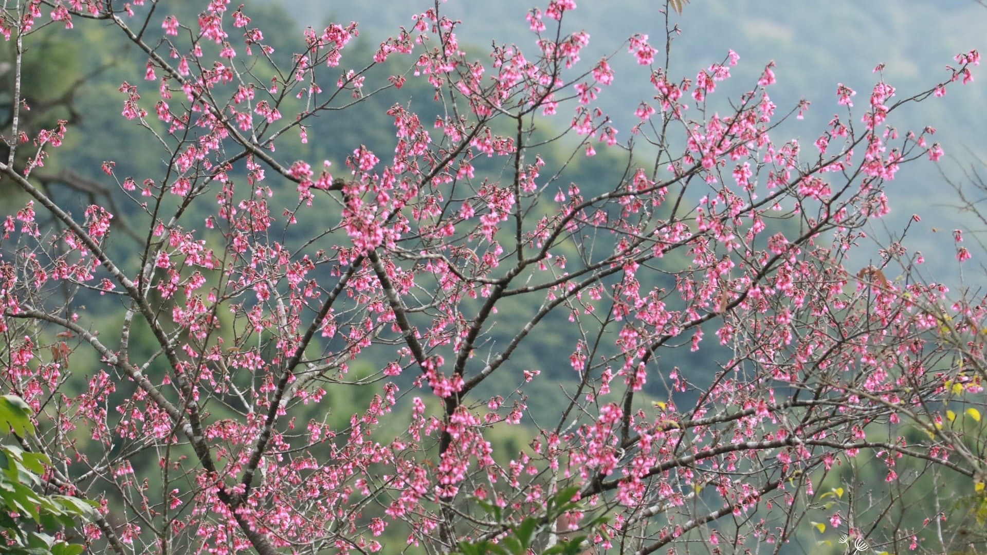 梅花 香港01 梅花 香港01