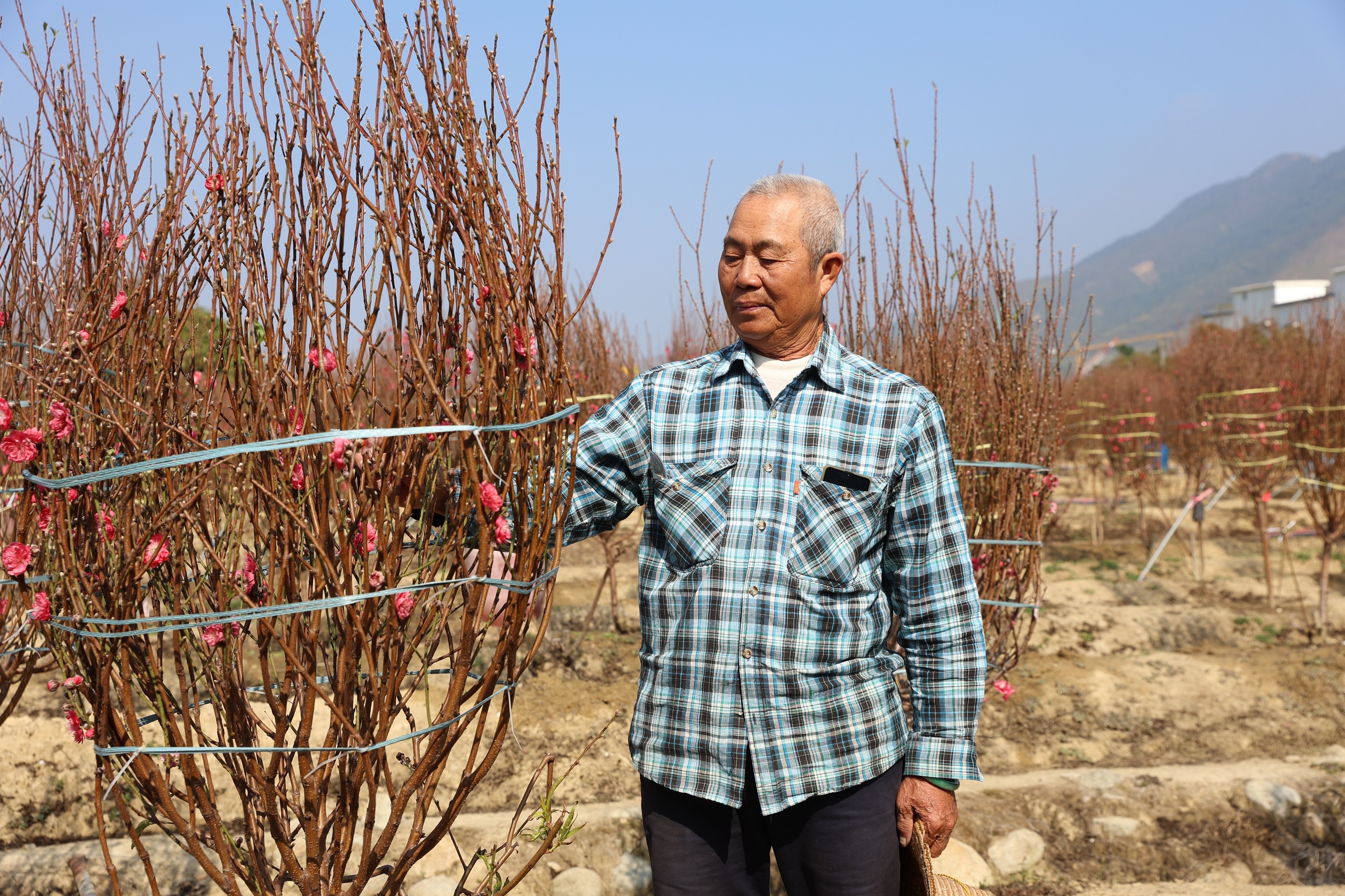 位於錦上路的財記花園主要種植桃花為主，場內種有約600至700株桃花。(鄭子峰攝)