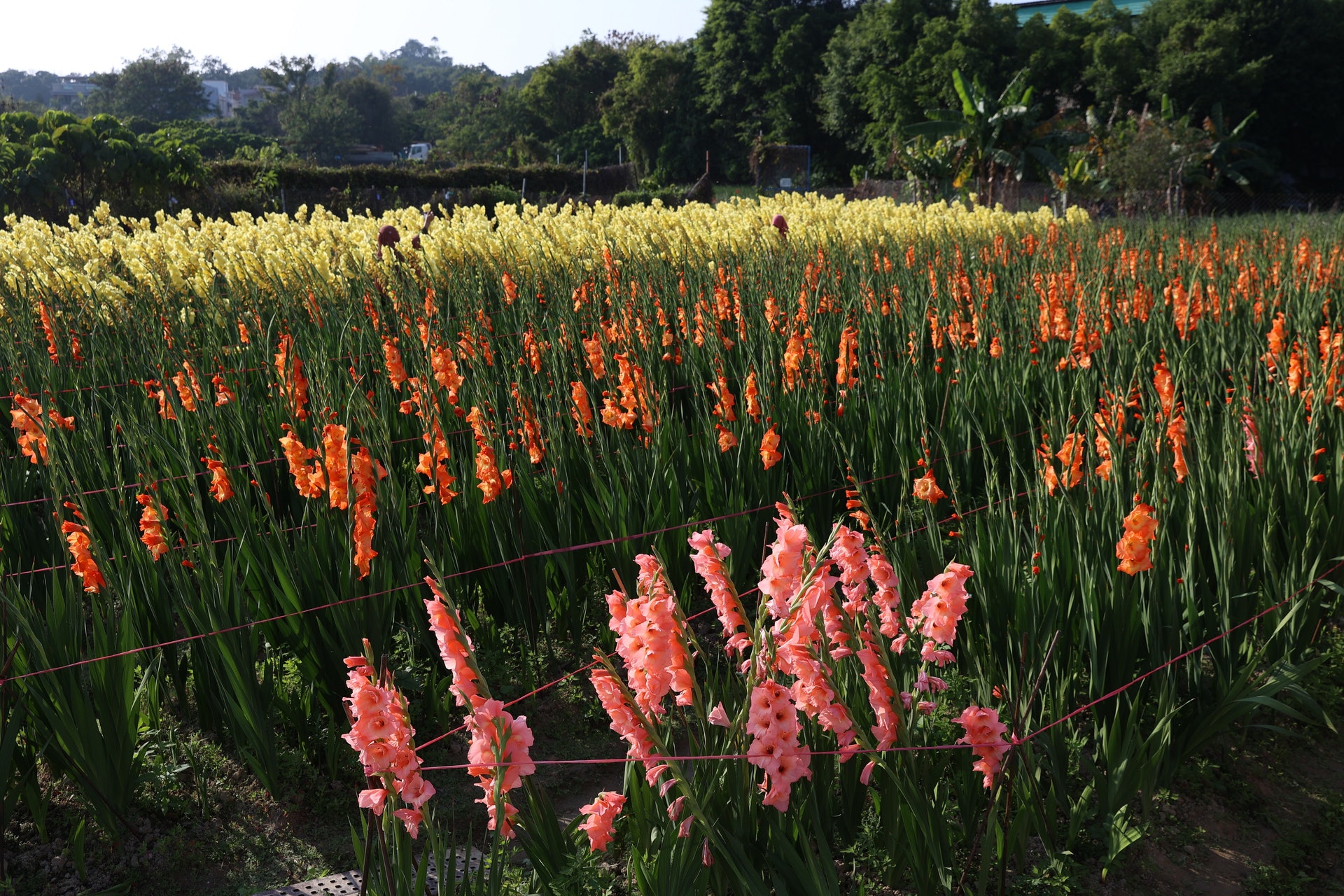 因應疫情,花農批發市場被煞停取消,花農表示血本無歸。(鄭子峰攝) 因應疫情,花農批發市場被煞停取消,花農表示血本無歸。(鄭子峰攝)