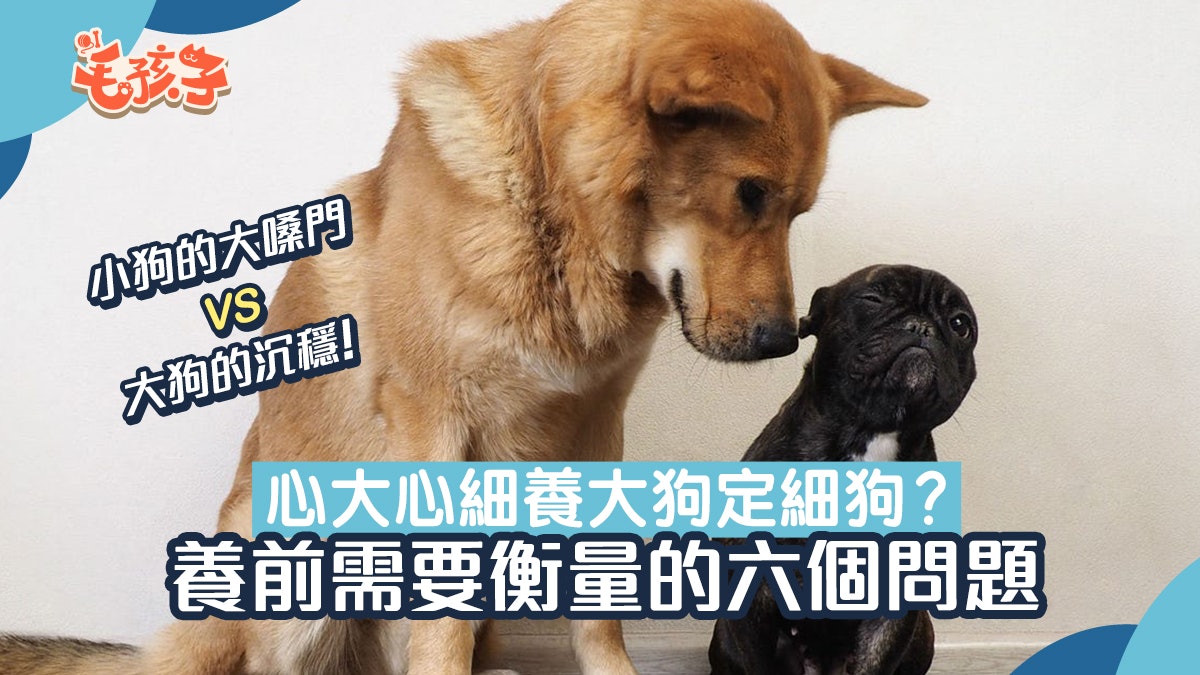 養大狗還是小狗 領養前衡量6個問題除時間空間外還要有這些 養大狗還是小狗 領養前衡量6個問題除時間空間外還要有這些