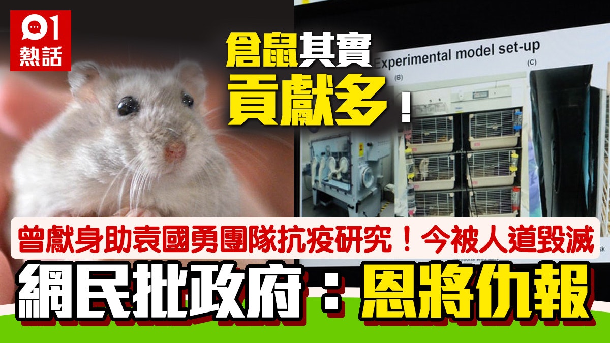 倉鼠人道毀滅|網民列舉倉鼠曾獻身助抗疫 批政府「恩將仇報」 倉鼠人道毀滅|網民列舉倉鼠曾獻身助抗疫 批政府「恩將仇報」
