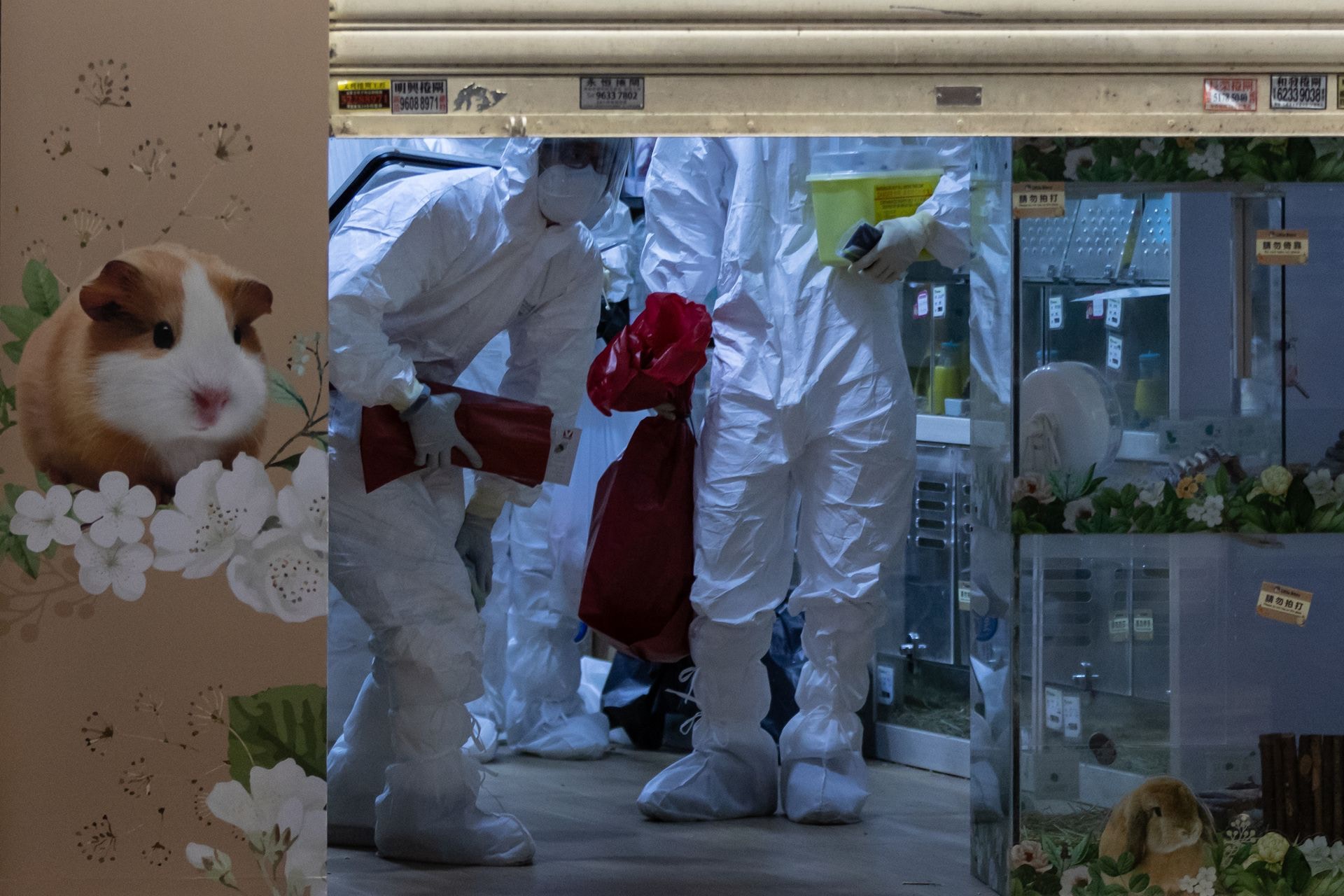 Rat Killing Order Xu Shuchang Hamsters have a high chance of transmitting the virus to humans