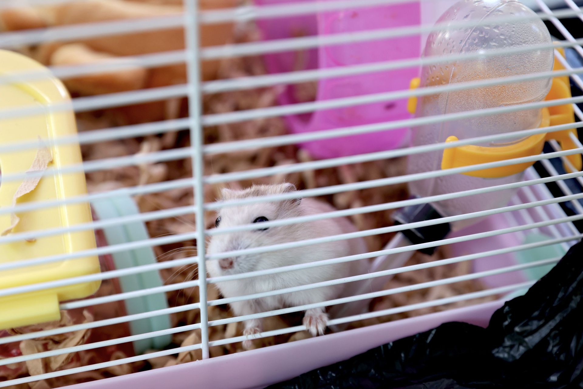 Killing hamsters There is no alternative to the high amount of rat killing. Life education