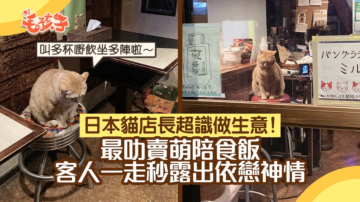 敬業店長貓最愛賣萌陪坐用餐 客人離開即露哀傷神情令人依依不捨 敬業店長貓最愛賣萌陪坐用餐 客人離開即露哀傷神情令人依依不捨