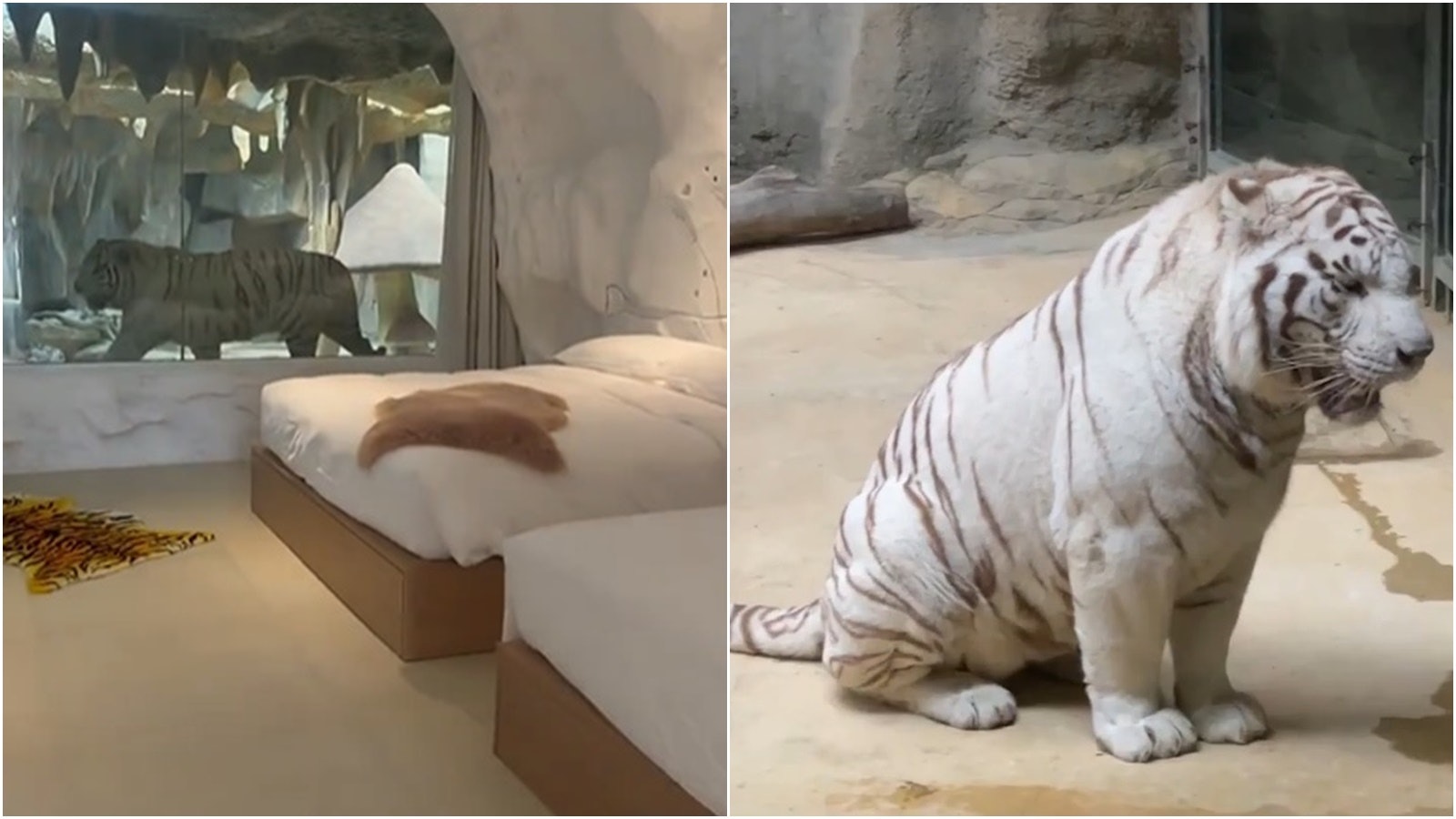 江蘇動物園酒店「虎景房」仍在裝修 遊客能否入住有待政府通知 江蘇動物園酒店「虎景房」仍在裝修 遊客能否入住有待政府通知