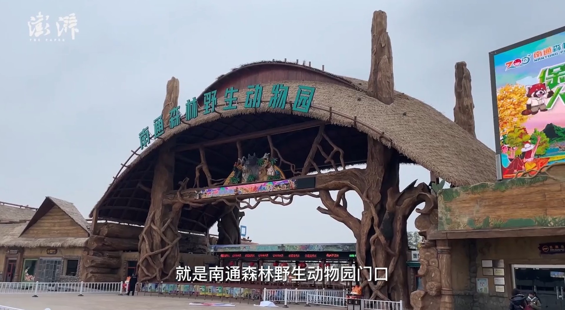 森迪部落樹屋酒店推出「虎景房」。(影片截圖) 森迪部落樹屋酒店推出「虎景房」。(影片截圖)
