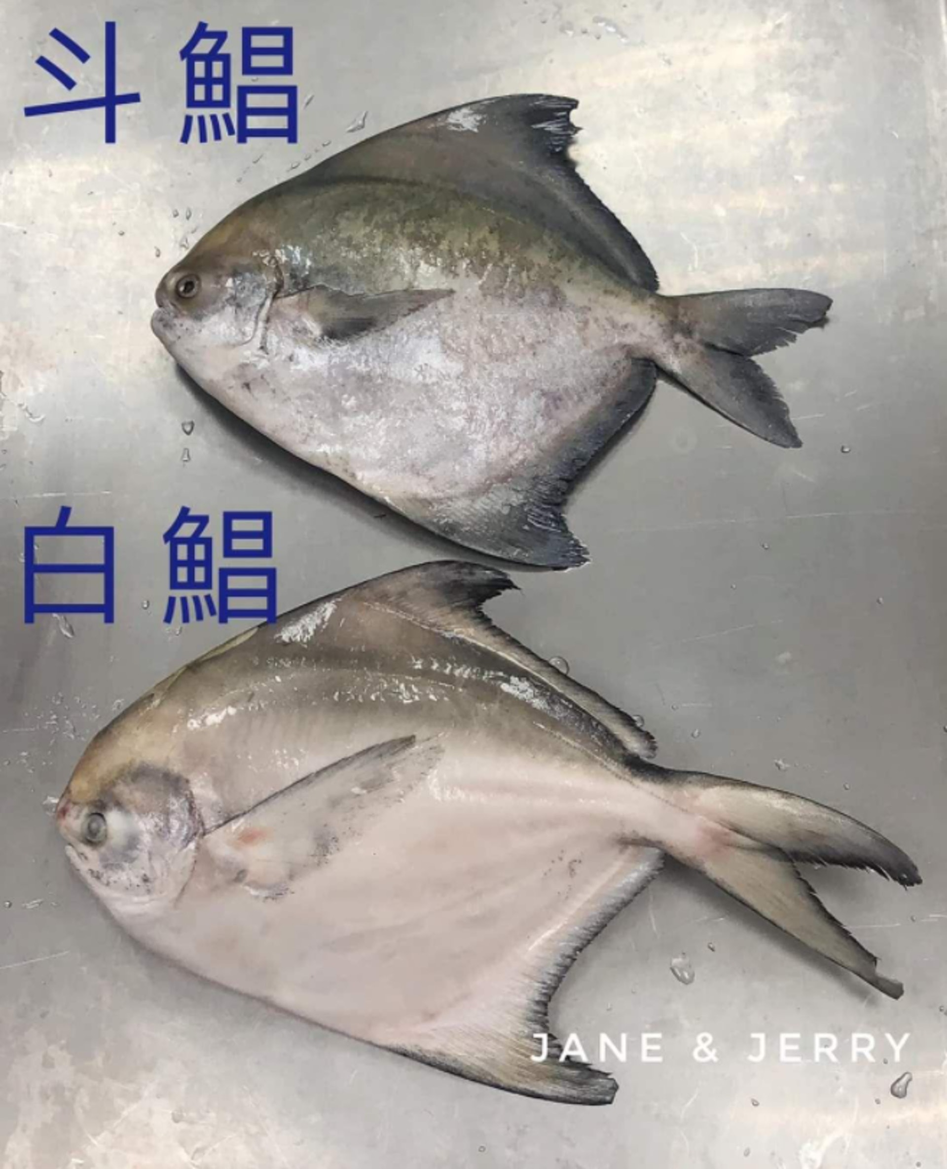 揀鯧魚貼士 教你辨別不同種類鯧魚 拿上手魚身有這感覺不要選購 揀鯧魚貼士 教你辨別不同種類鯧魚 拿上手魚身有這感覺不要選購