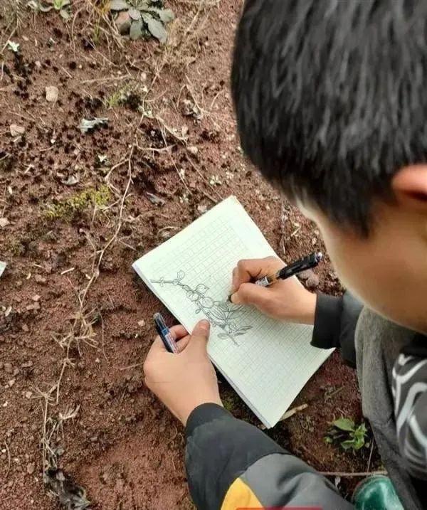 13歲少年王平凱因考試成績不佳，意外被爸爸發現書包內藏有手繪草藥圖冊，父親在社交平台分享事件後，引來網民討論。（紅星新聞圖片）