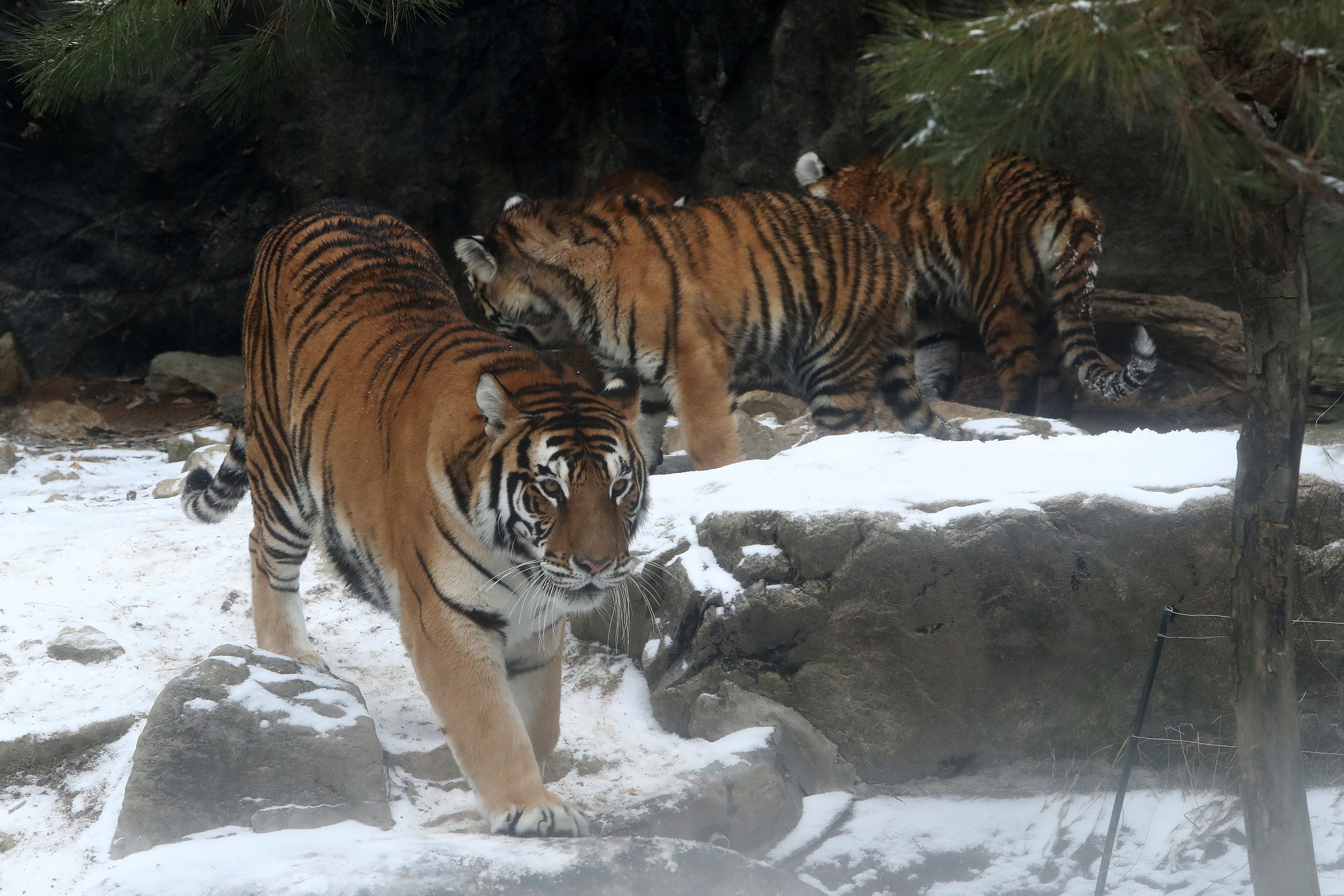 22壬寅虎年 普京保育政策收效 中俄東北虎數量回升 上