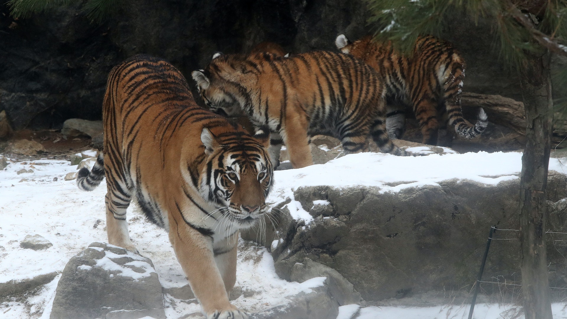 22壬寅虎年 普京保育政策收效 中俄東北虎數量回升 上 22壬寅虎年 普京保育政策收效 中俄東北虎數量回升 上