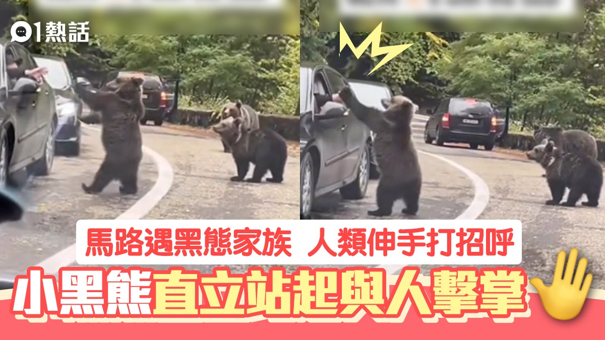 塞車遇黑熊家族 大膽遊客伸手獲小熊站立擊掌 場面搞笑又溫馨 塞車遇黑熊家族 大膽遊客伸手獲小熊站立擊掌 場面搞笑又溫馨