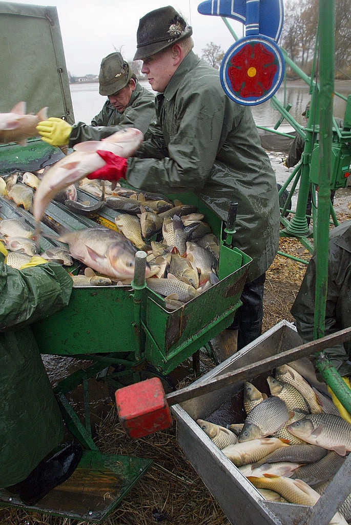 はこぽす対応商品 A 古銅製小魚 明時代 老銅 魚信仰 中国 水泳 文魚 魚婦 魚 堪魚 寐魚 魚 魚 薄魚 魚 滑魚 魚 その他 Coca Lu