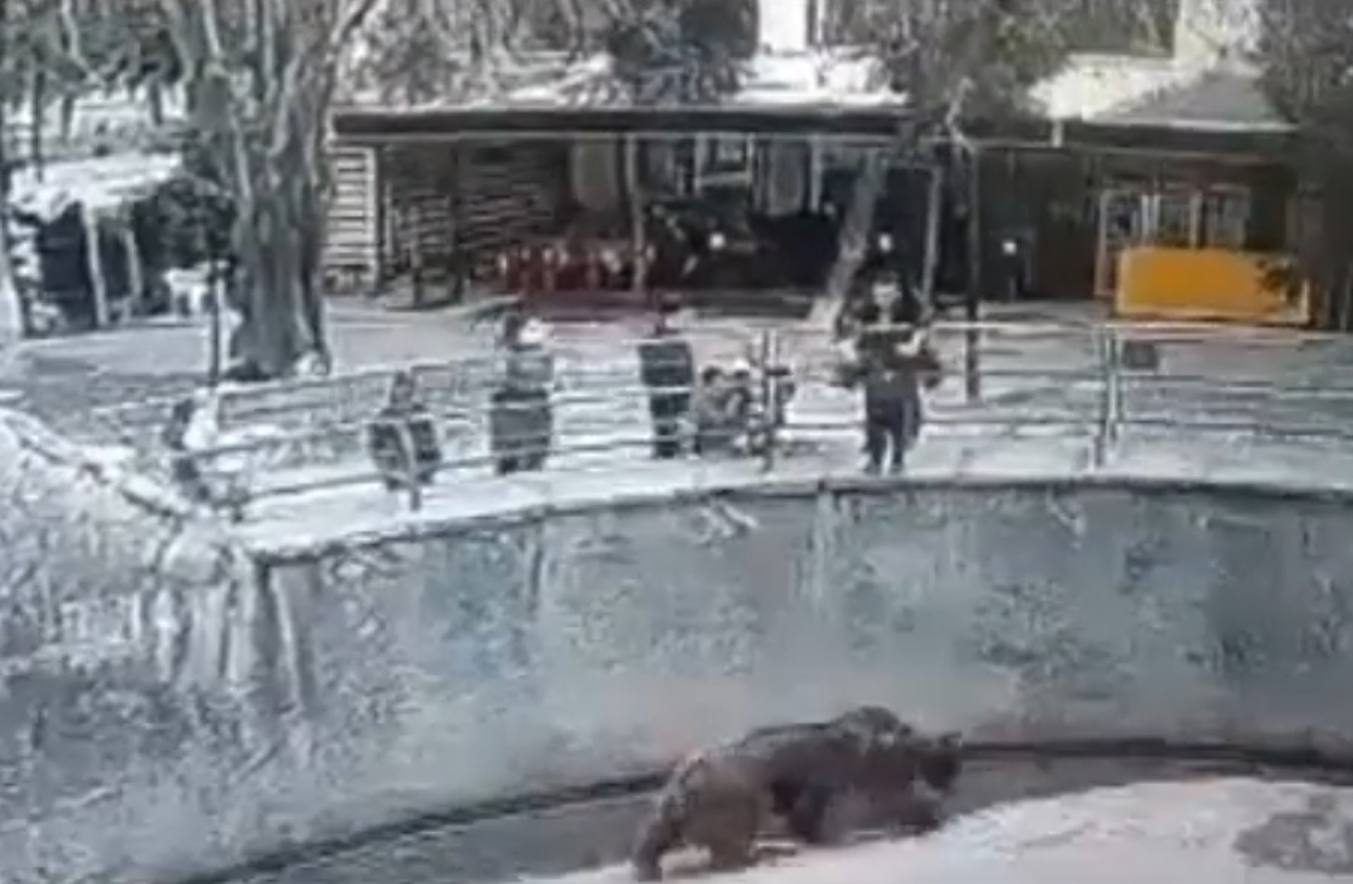 烏茲別克一名狠心母親近期帶著3歲女兒到動物園參觀,未料參訪棕熊區時,她竟將女兒舉起從4.8公尺高的圍籬扔入棕熊區,一旁遊客見狀嚇壞,立刻求助工作人員。(影片截圖:YouTube@HotViralNews) 烏茲別克一名狠心母親近期帶著3歲女兒到動物園參觀,未料參訪棕熊區時,她竟將女兒舉起從4.8公尺高的圍籬扔入棕熊區,一旁遊客見狀嚇壞,立刻求助工作人員。(影片截圖:YouTube@HotViralNews)