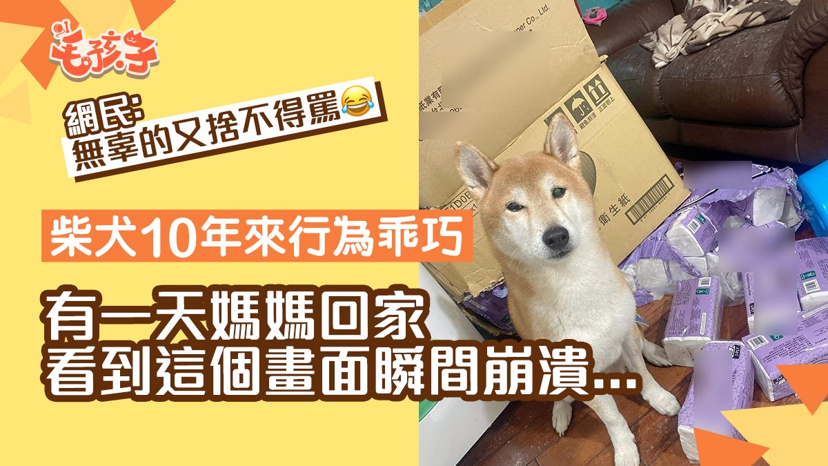 柴犬10年來懂事乖巧 這天行為失常令媽崩潰 網民:算很客氣了 柴犬10年來懂事乖巧 這天行為失常令媽崩潰 網民:算很客氣了