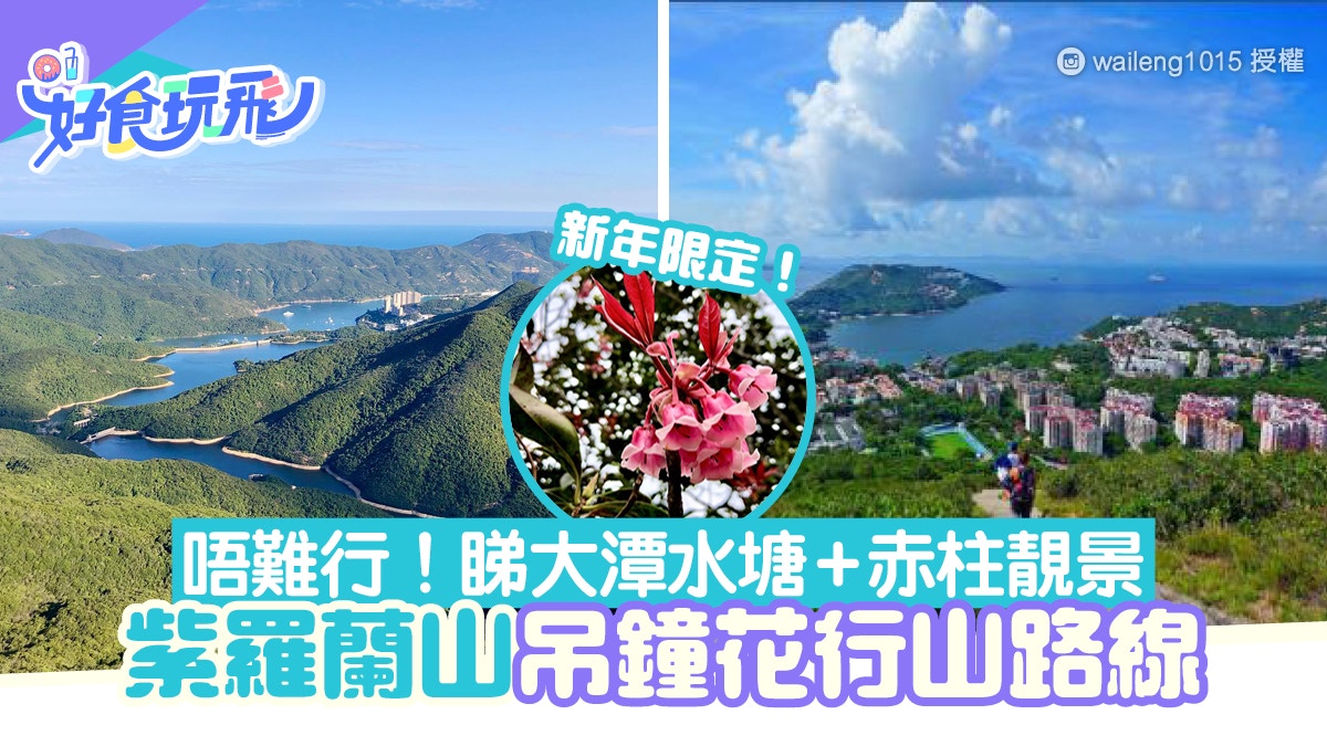 行山賞花 吊鐘花行山路線 紫羅蘭山吊鐘花盛放