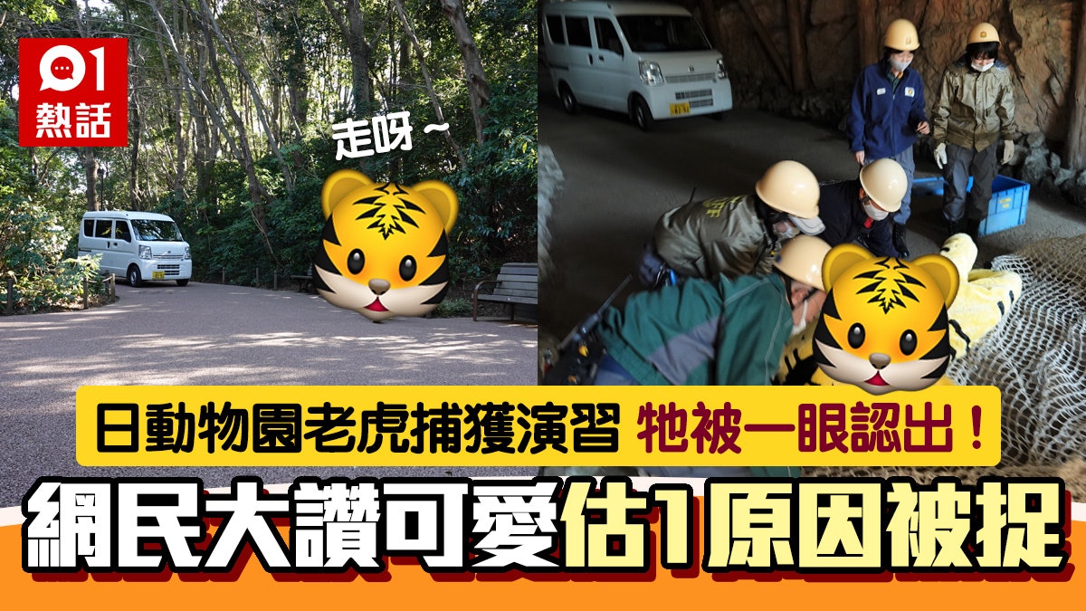 日動物園猛虎逃亡演習 遭追捕「老虎」真身秒被認出 網民讚可愛 日動物園猛虎逃亡演習 遭追捕「老虎」真身秒被認出 網民讚可愛