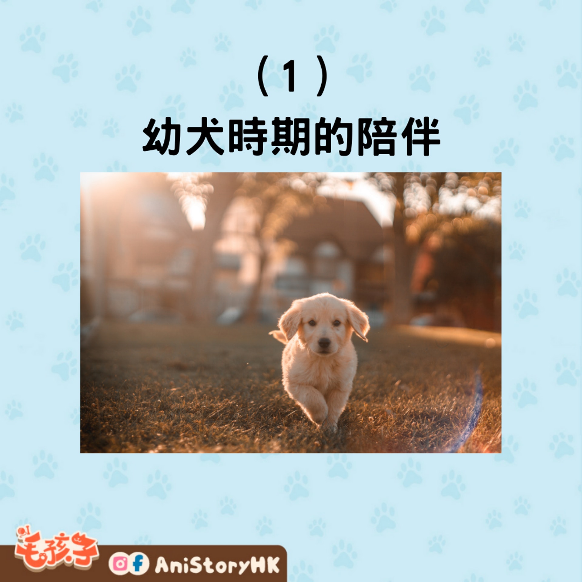 4招教你俘獲狗狗的芳心(01製圖,圖: Cristian Castillo/unsplash) 4招教你俘獲狗狗的芳心(01製圖,圖: Cristian Castillo/unsplash)