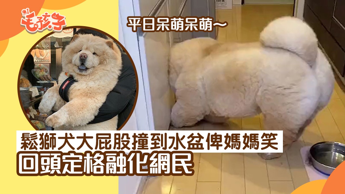 鬆獅犬伸懶腰一屁股撞到水盆遭媽媽嘲笑 回頭定格撒嬌樣融化網民 鬆獅犬伸懶腰一屁股撞到水盆遭媽媽嘲笑 回頭定格撒嬌樣融化網民