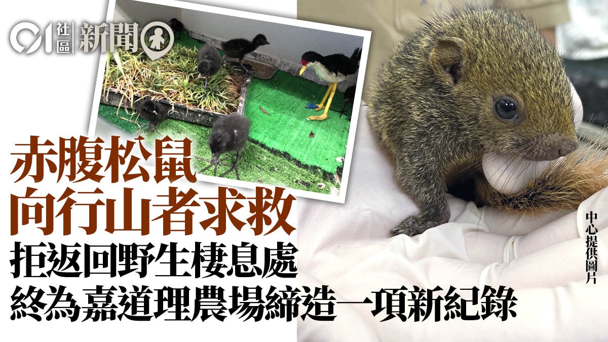 赤腹松鼠薄扶林水塘向行山者求救成嘉道理農場拯救第6萬隻動物