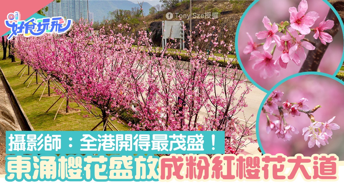 東涌櫻花22 東涌粉紅櫻花大道盛放網讚 全港最茂盛櫻花觀賞地 東涌櫻花22 東涌粉紅櫻花大道盛放網讚 全港最茂盛櫻花觀賞地