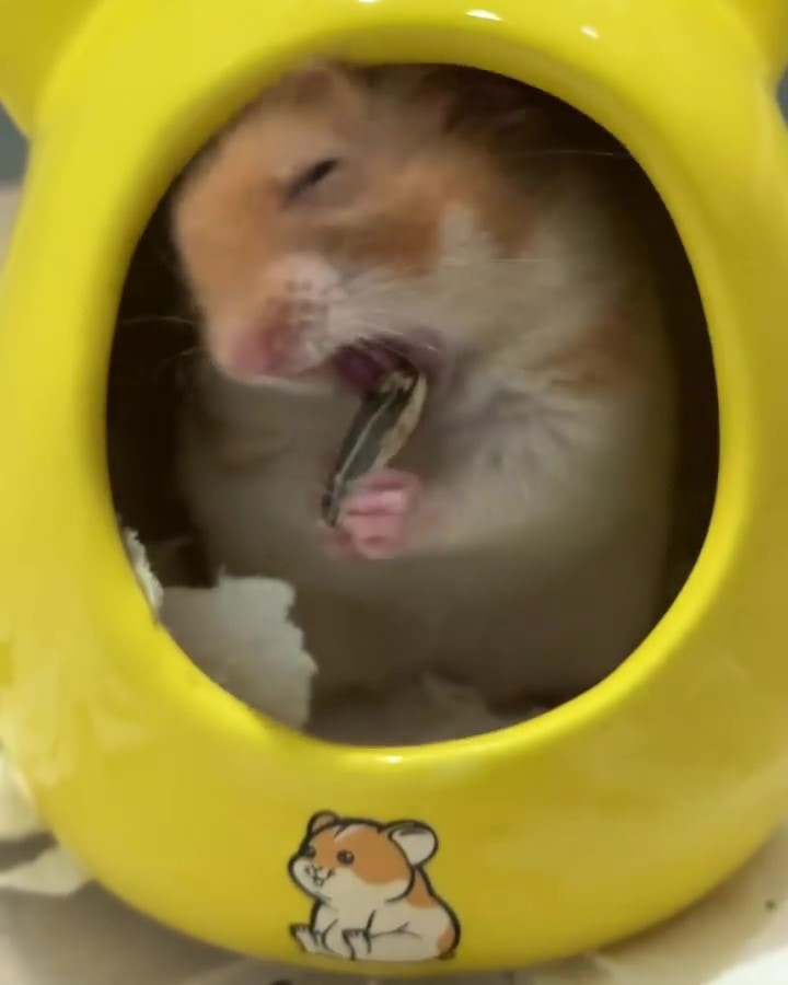 黃金倉鼠爽吃葵花子時卡到牙縫超浮誇表情網民心痛 拍攝者不救