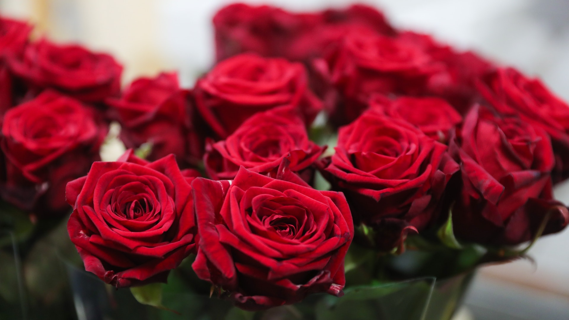 情人節 玫瑰花價漲單枝售30元除了雨天減產更與電商平台有關 情人節 玫瑰花價漲單枝售30元除了雨天減產更與電商平台有關