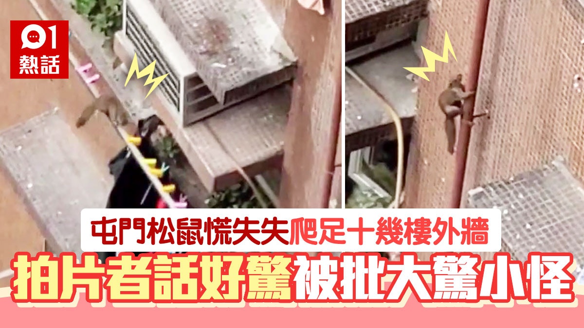 屯門兆康苑現松鼠爬外牆 居民呼「周圍走好驚」 網民反駁好可愛 屯門兆康苑現松鼠爬外牆 居民呼「周圍走好驚」 網民反駁好可愛