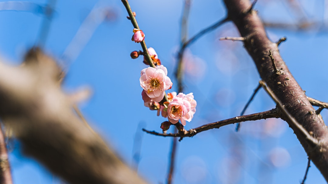 梅花 香港01 梅花 香港01