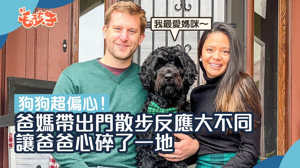 爸媽帶狗狗出門散時遭不同對待 汪秒變臉令爸心碎:偏心狗! 爸媽帶狗狗出門散時遭不同對待 汪秒變臉令爸心碎:偏心狗!