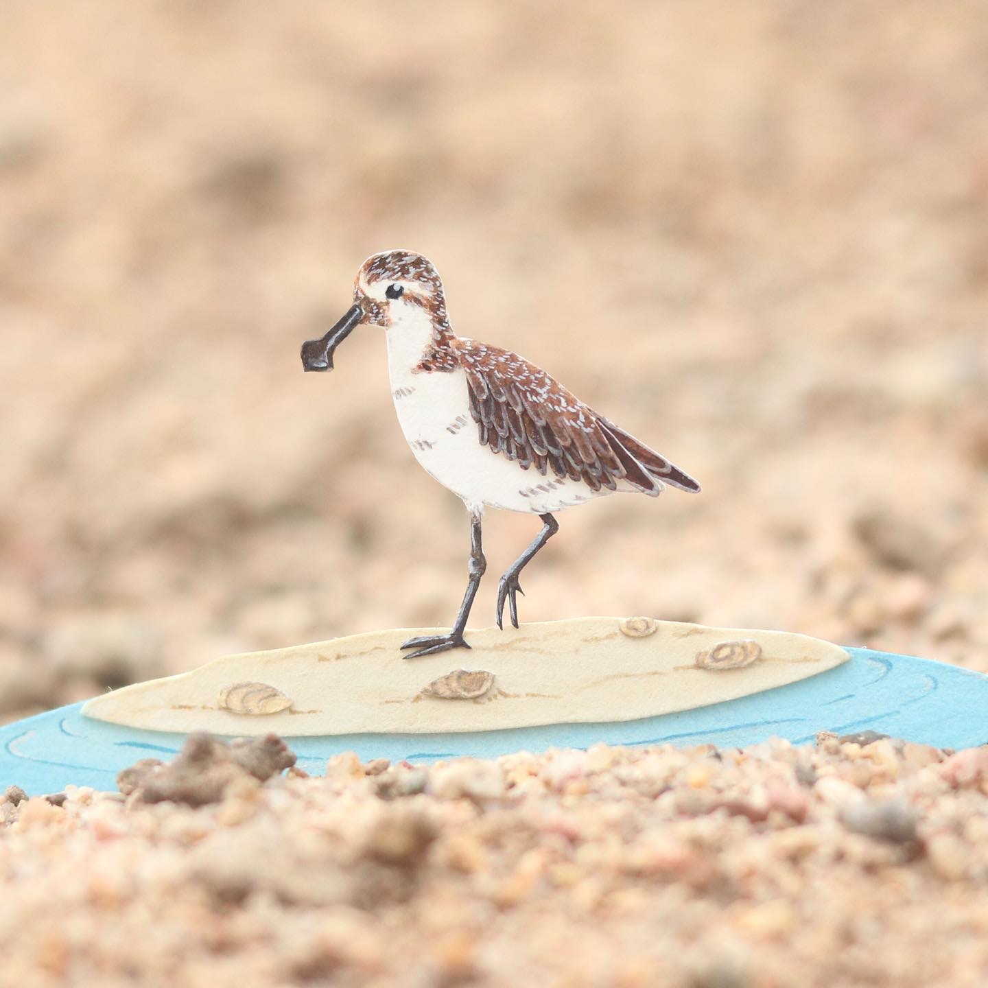 琵嘴鷸 (Calidris pygmaea) ,IG@nvillustration