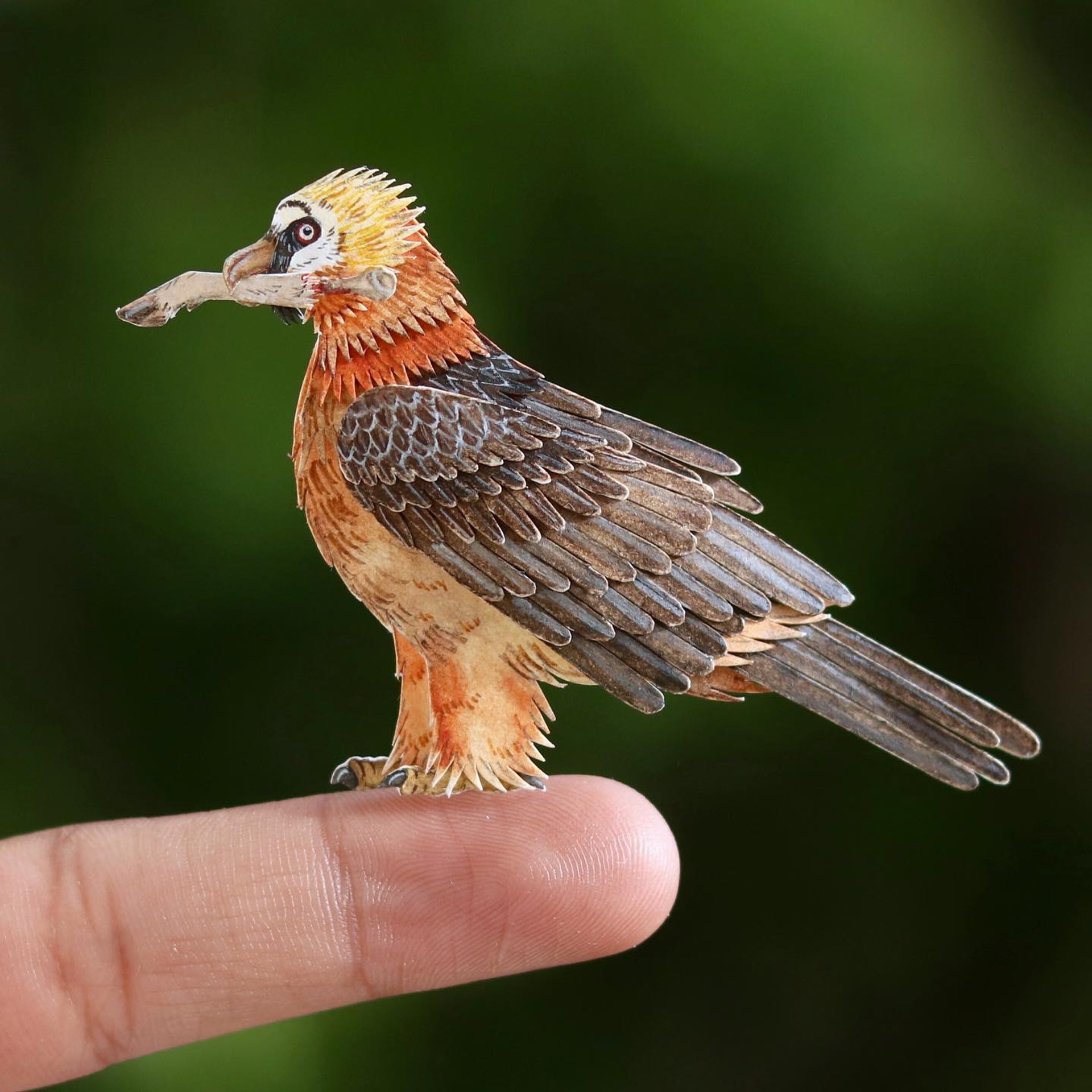 胡兀鷲(Gypaetus barbatus), IG@nvillustration 胡兀鷲(Gypaetus barbatus), IG@nvillustration