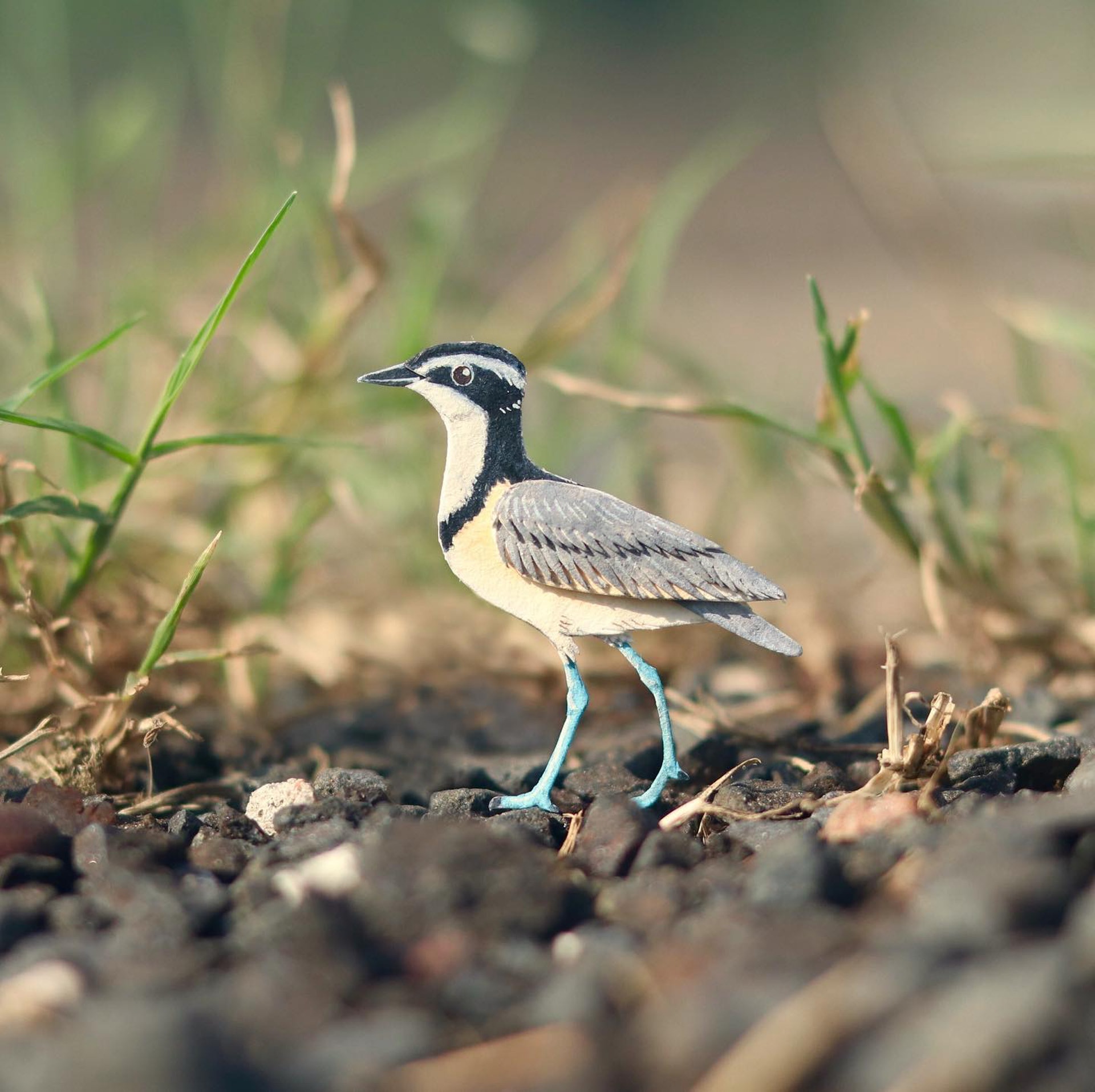 埃及燕鴴(Pluvianus aegyptius), IG@nvillustration 埃及燕鴴(Pluvianus aegyptius), IG@nvillustration