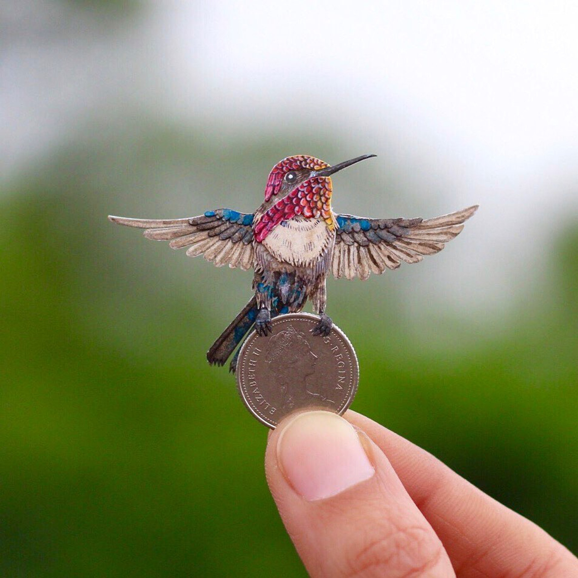 蜂鳥(Bee Hummingbird), IG@nvillustration 蜂鳥(Bee Hummingbird), IG@nvillustration