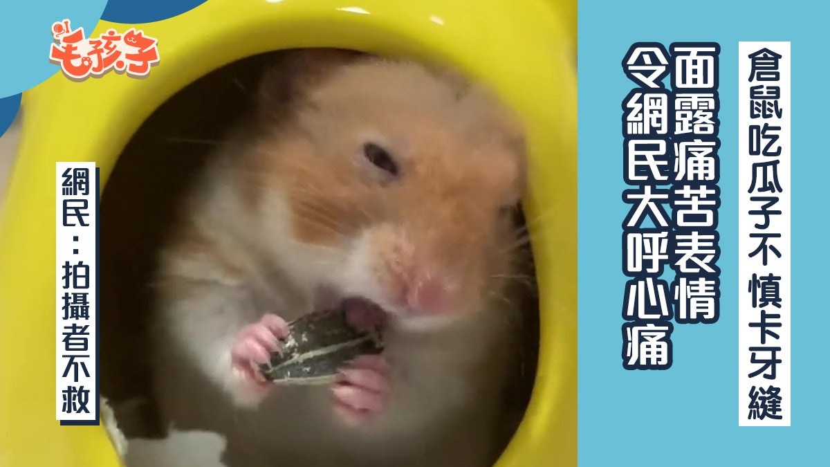 黃金倉鼠爽吃葵花子時卡到牙縫超浮誇表情網民心痛 拍攝者不救 黃金倉鼠爽吃葵花子時卡到牙縫超浮誇表情網民心痛 拍攝者不救