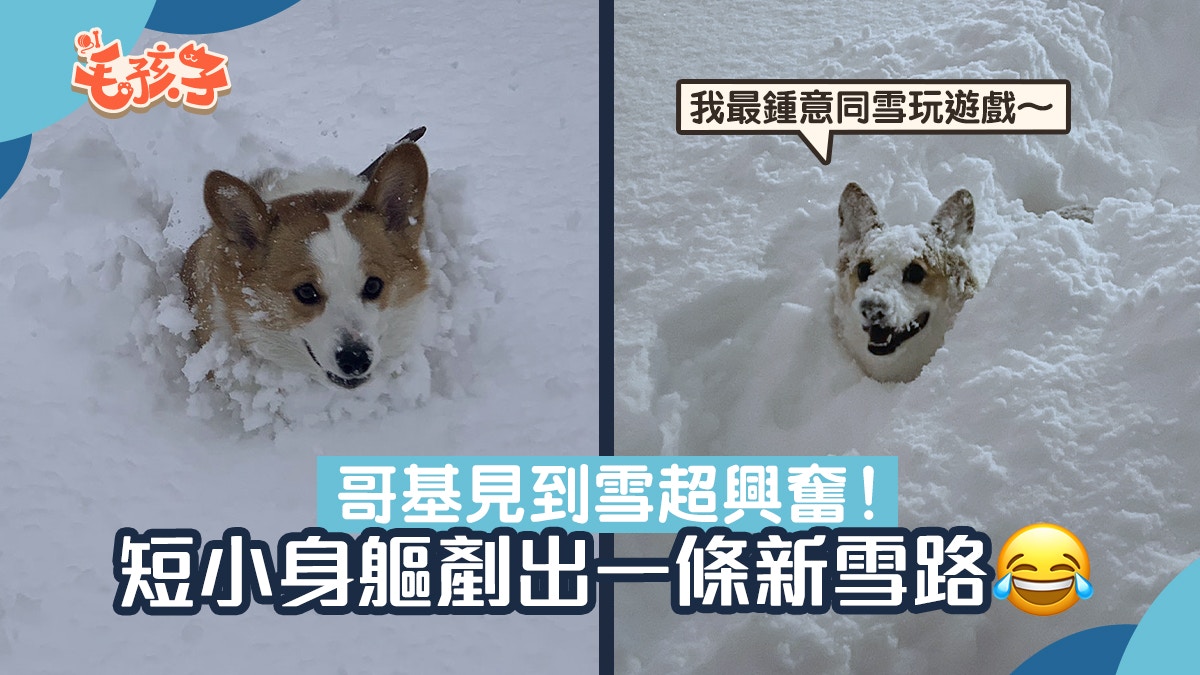 哥基犬被積雪阻擋前路短腿身型秒化身 剷雪車 闢出開心隧道