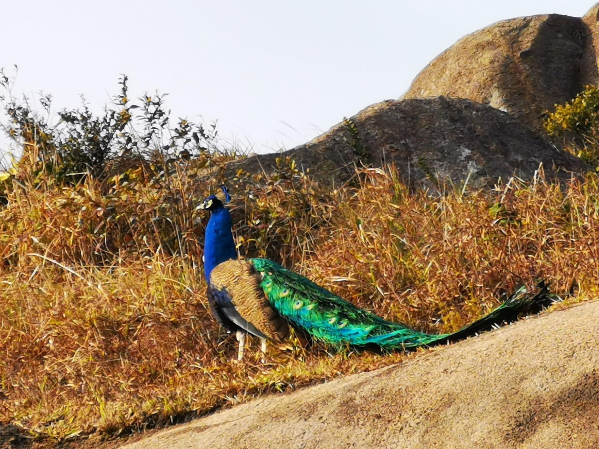 大帽山行山客驚遇 孔雀情侶 拍拖專家料是人工飼養走失 大帽山行山客驚遇 孔雀情侶 拍拖專家料是人工飼養走失