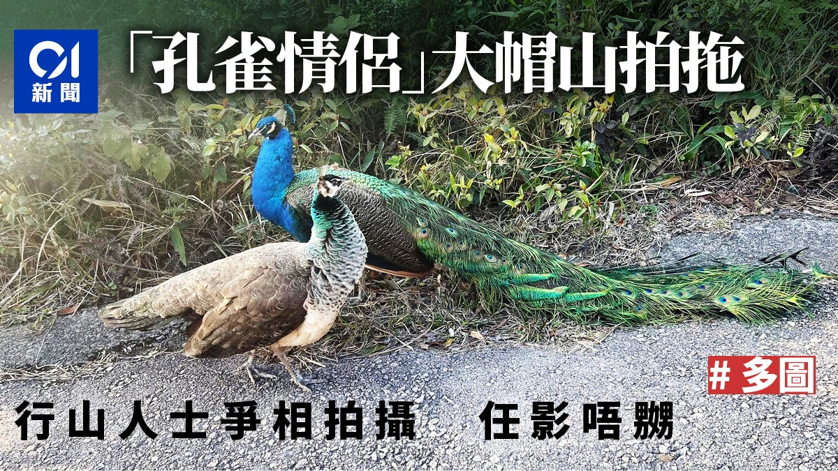 大帽山行山客驚遇 孔雀情侶 拍拖專家料是人工飼養走失 大帽山行山客驚遇 孔雀情侶 拍拖專家料是人工飼養走失