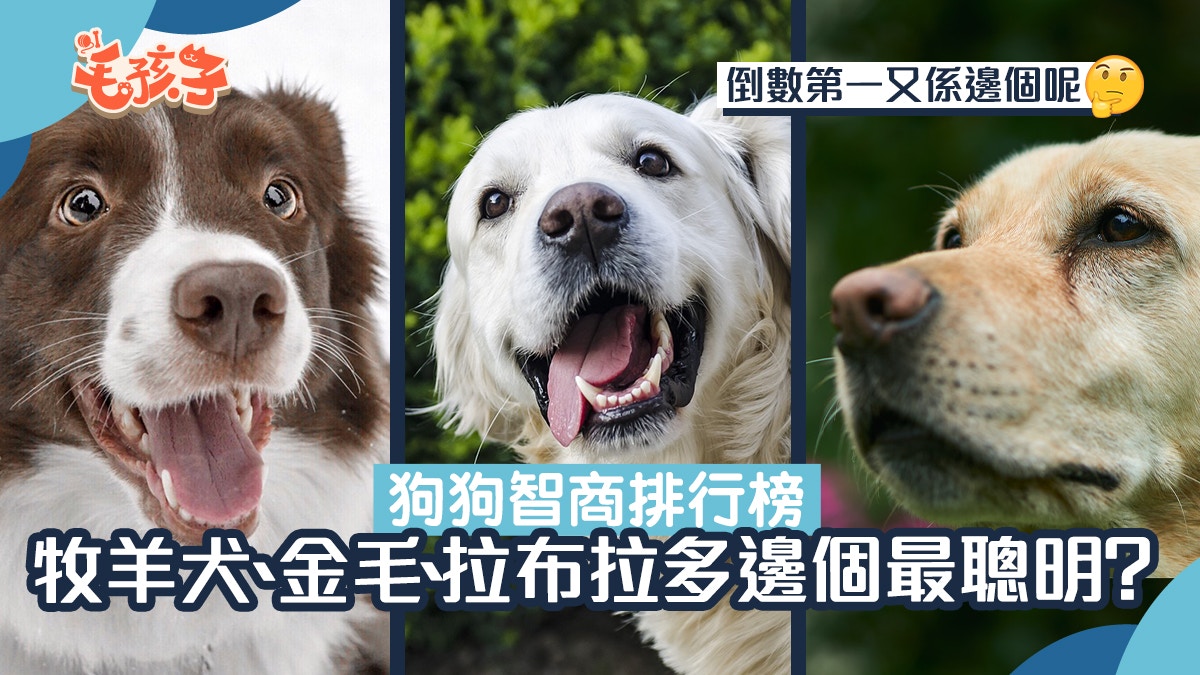 狗狗智商排名大公開金毛、拉布拉多入頭十聰明與否在於主人？