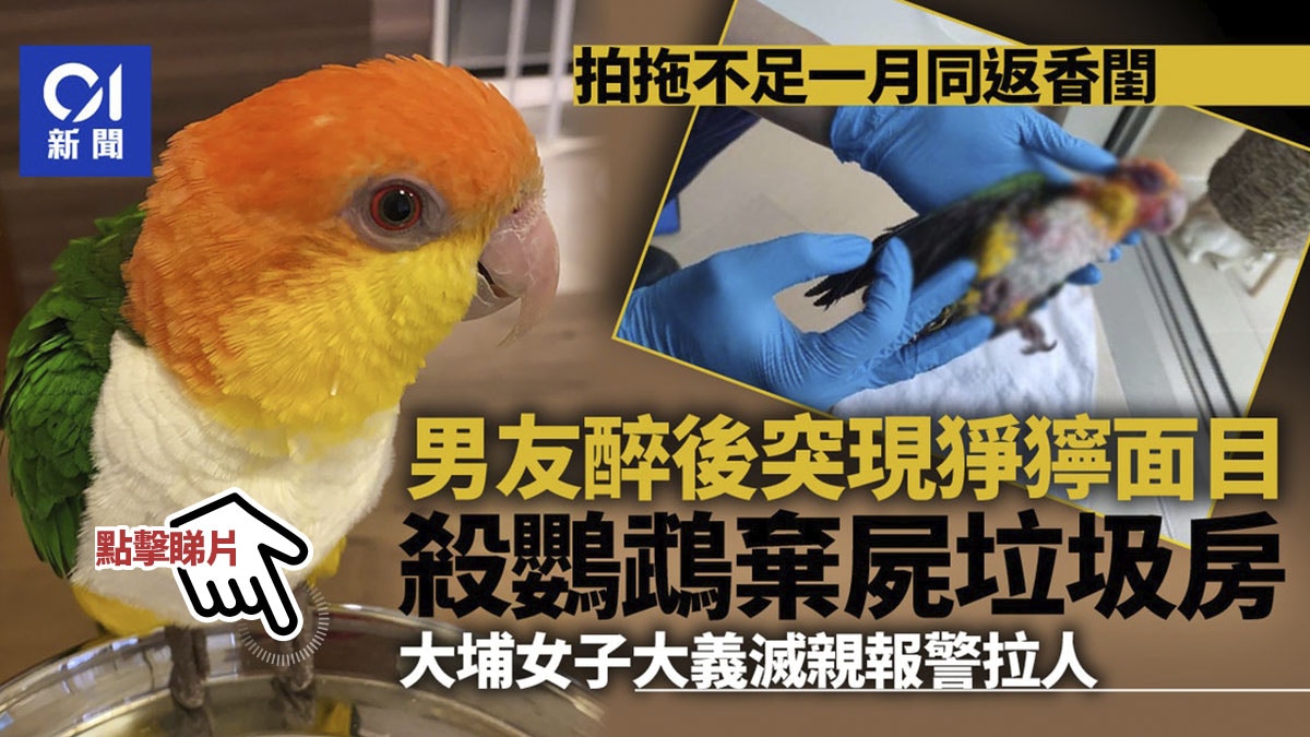 大埔女設計師揭男友殘殺心愛鸚鵡大義滅親報警拉人 大埔女設計師揭男友殘殺心愛鸚鵡大義滅親報警拉人