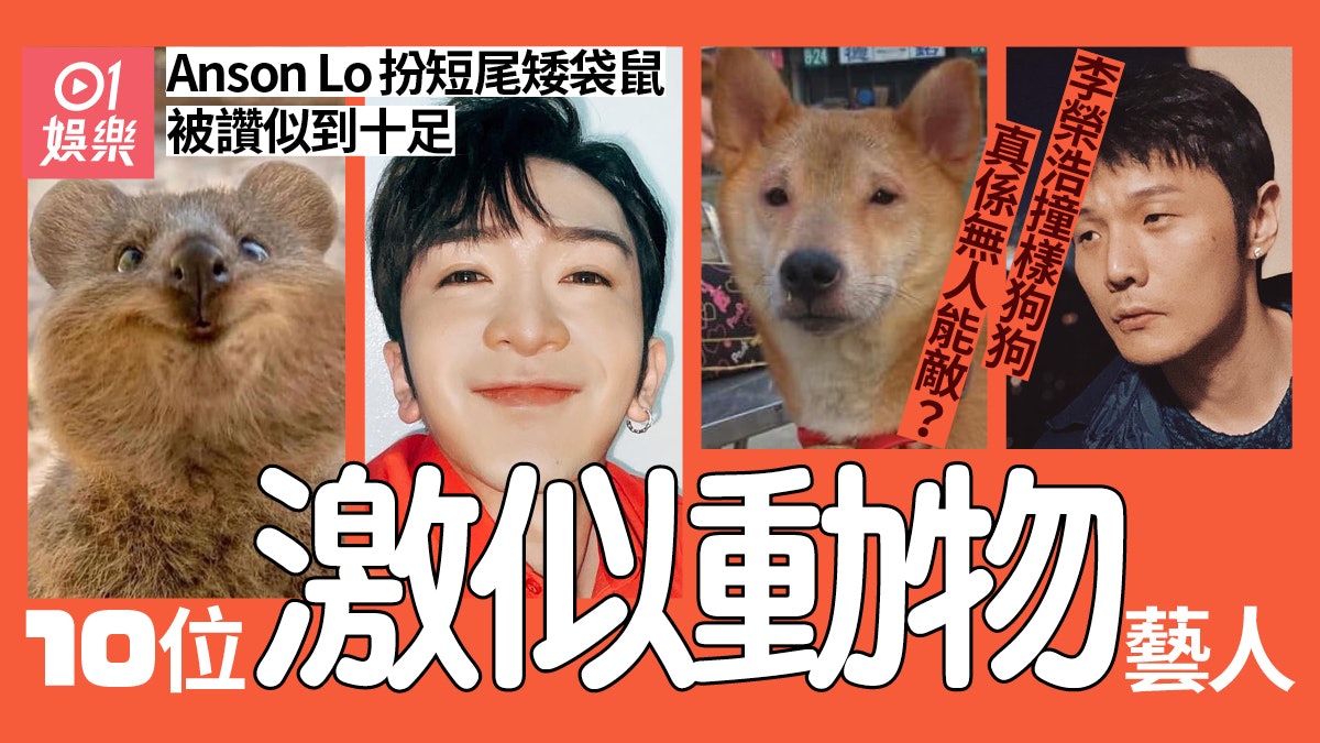 Anson Lo扮短尾矮袋鼠維肖維妙 盤點與動物撞樣藝人李榮浩冇得輸 Anson Lo扮短尾矮袋鼠維肖維妙 盤點與動物撞樣藝人李榮浩冇得輸