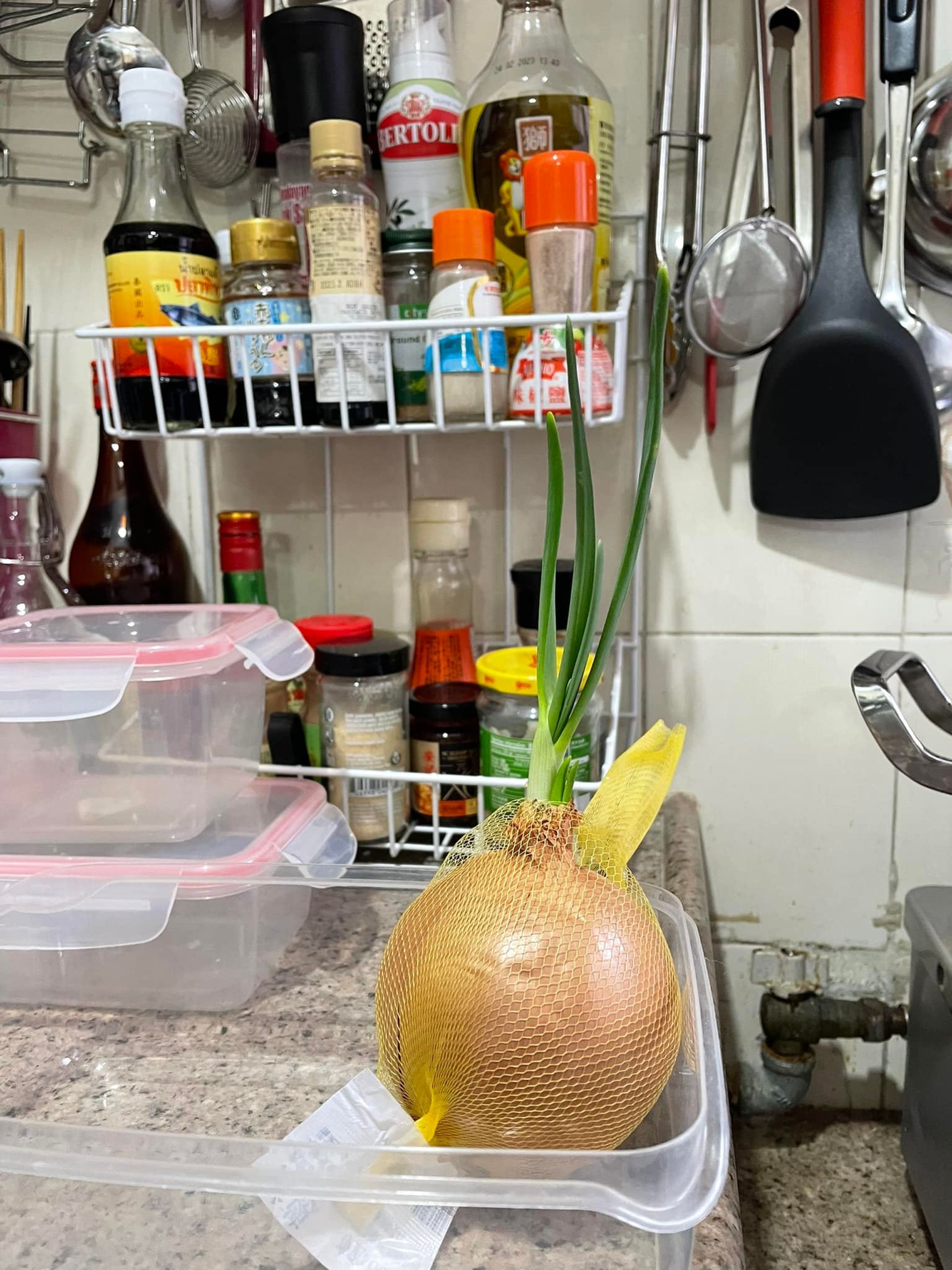 網民在社交平台發出帖文，表示家中的洋蔥已長出了好長的芽，詢問大家應該繼續種還是棄掉。（Facebook@今晚食乜好）