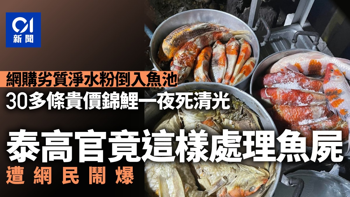 網購劣質淨水粉害死30條錦鯉 泰高官不懂處理 竟將牠們煮熟餵貓 網購劣質淨水粉害死30條錦鯉 泰高官不懂處理 竟將牠們煮熟餵貓